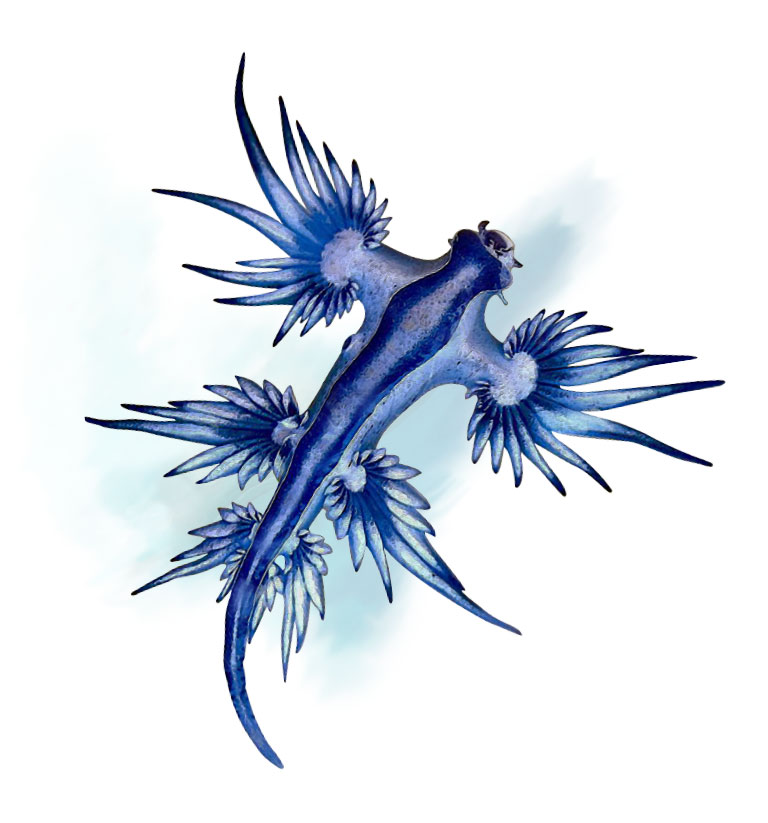 Image of a cute dragon sea slug